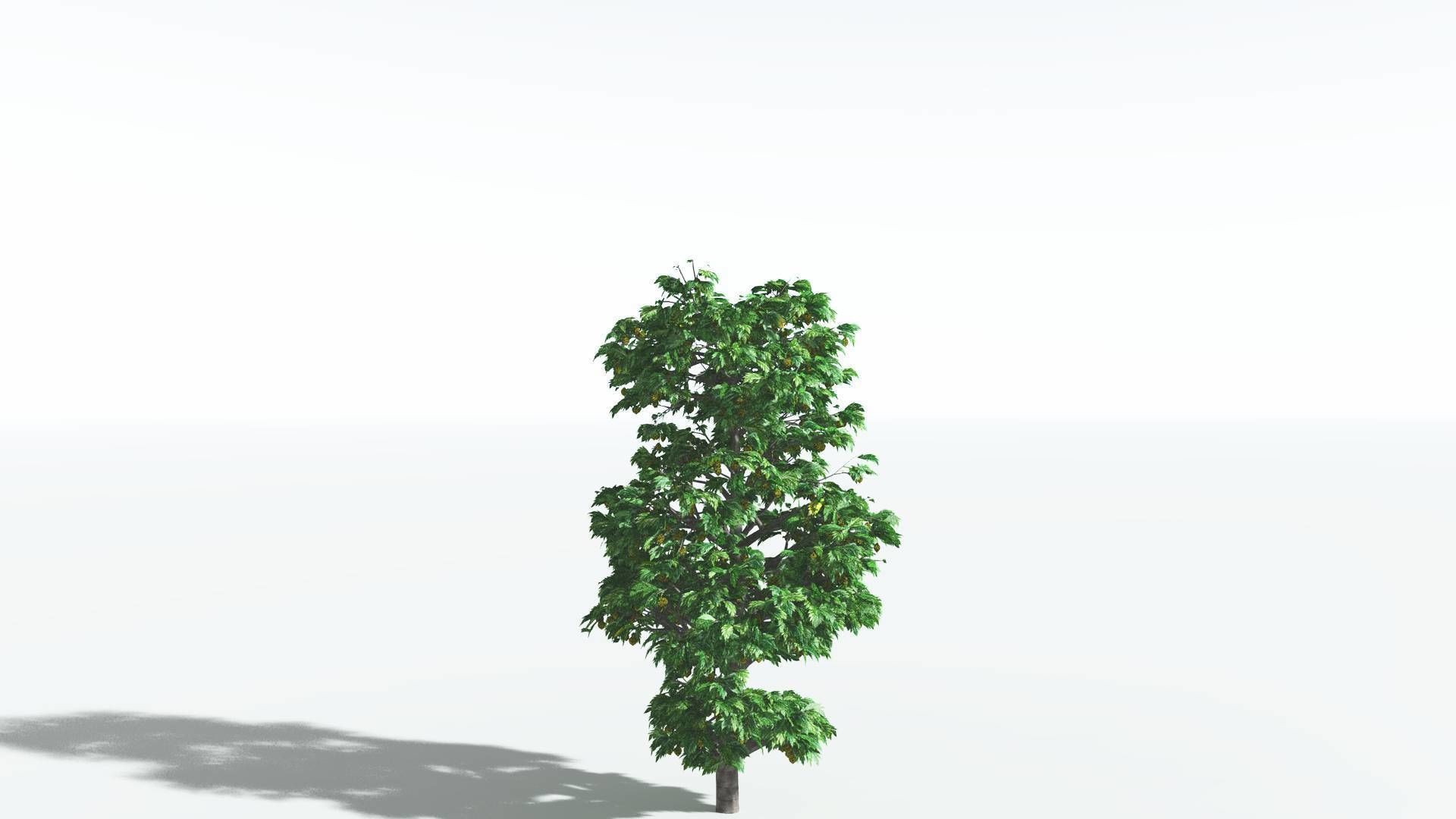 EVERYPlant Breadnut 3 --12 Models-- 3D model_18