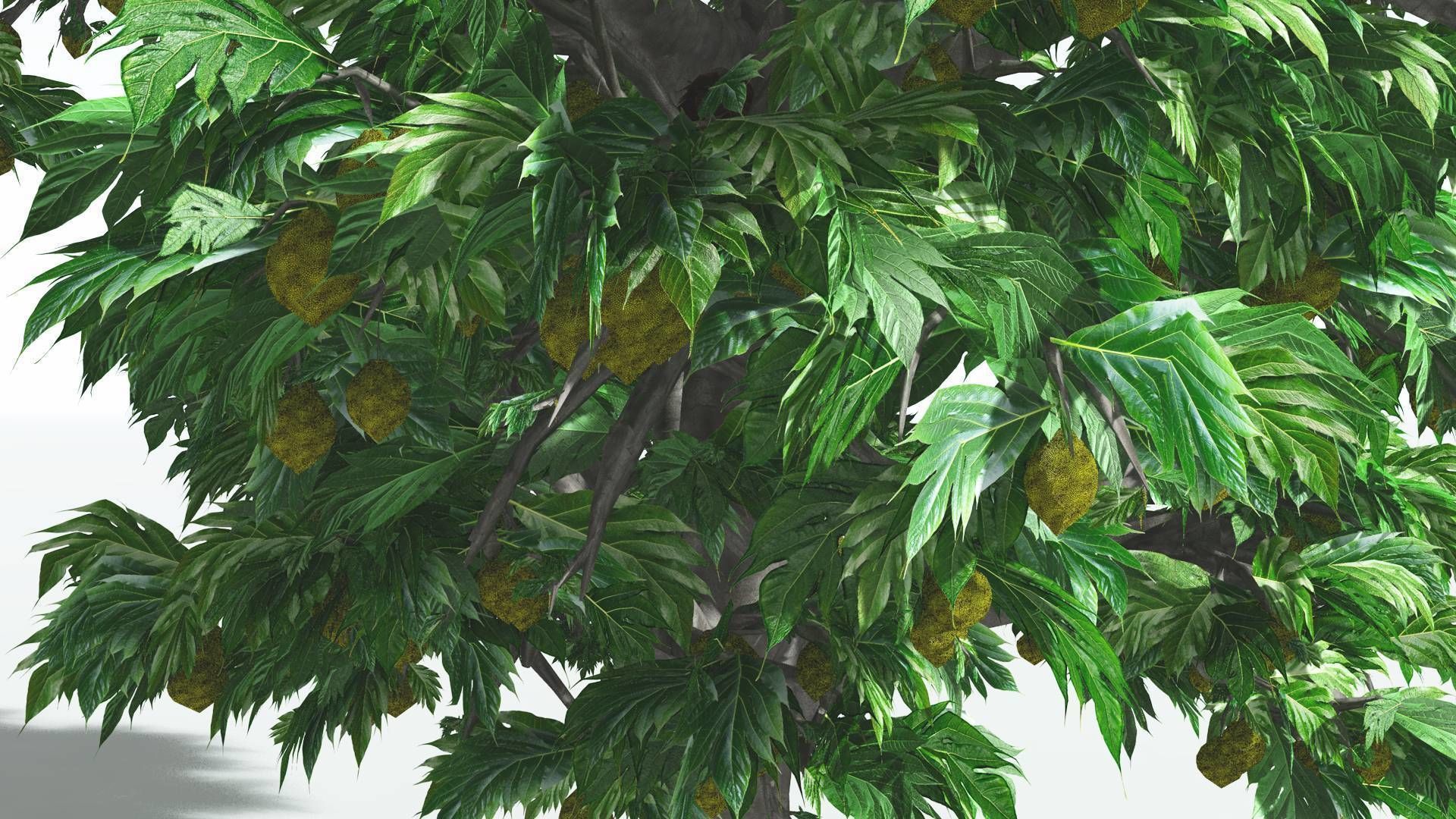 EVERYPlant Breadnut 3 --12 Models-- 3D model_17