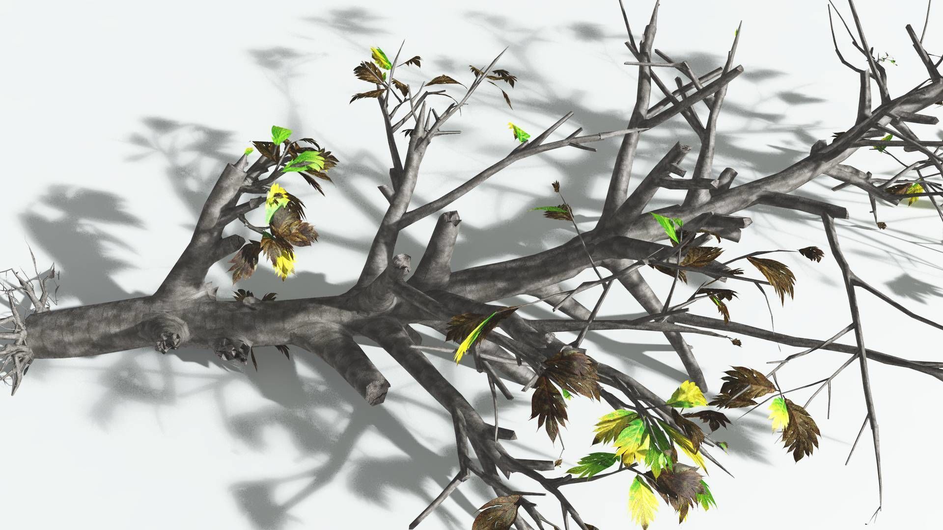 EVERYPlant Breadnut 3 --12 Models-- 3D model_15