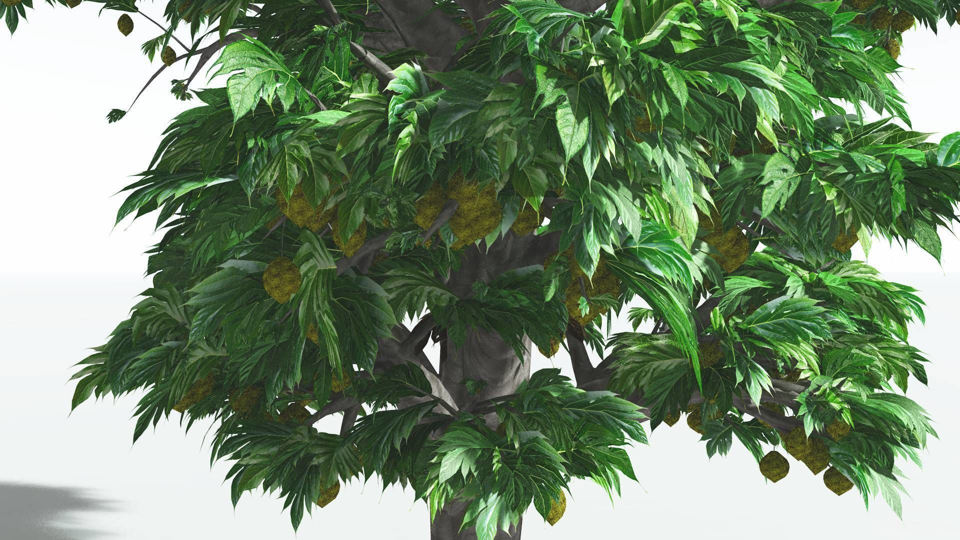 EVERYPlant Breadnut 3 --12 Models-- 3D model_27