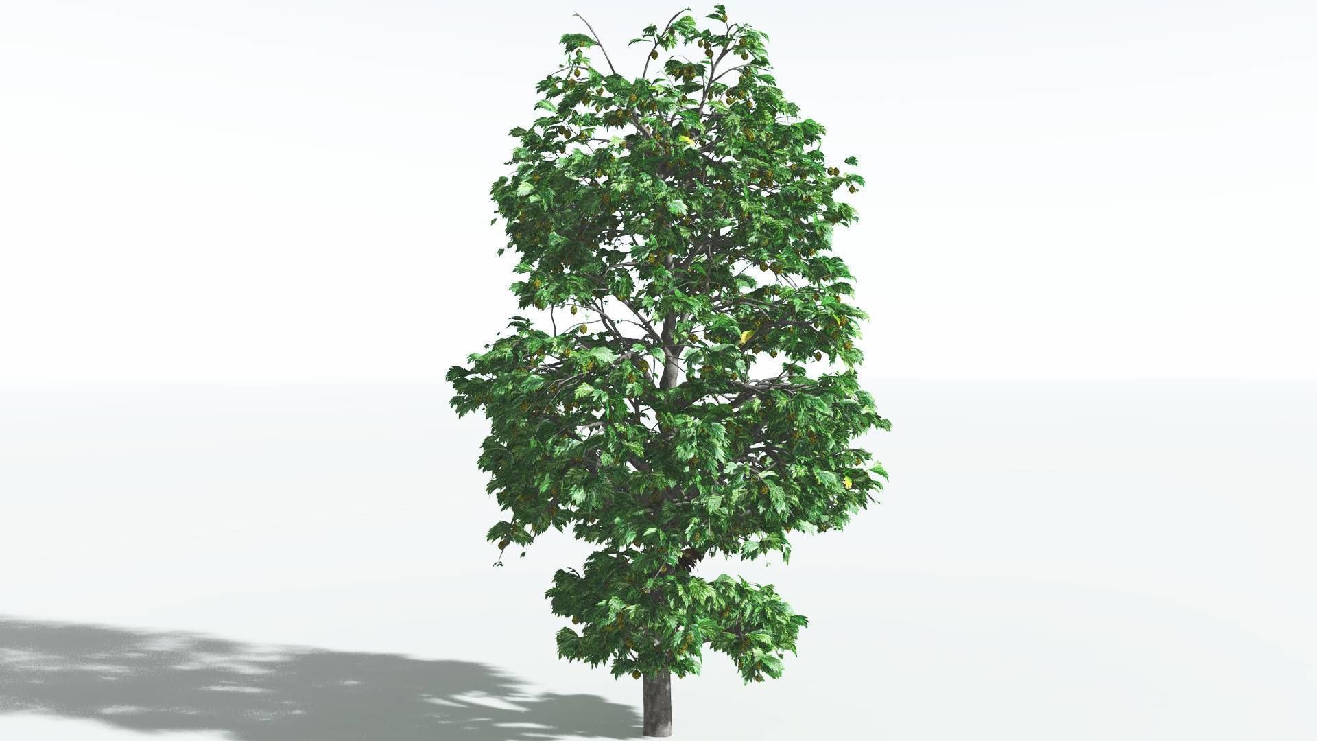 EVERYPlant Breadnut 3 --12 Models-- 3D model_16