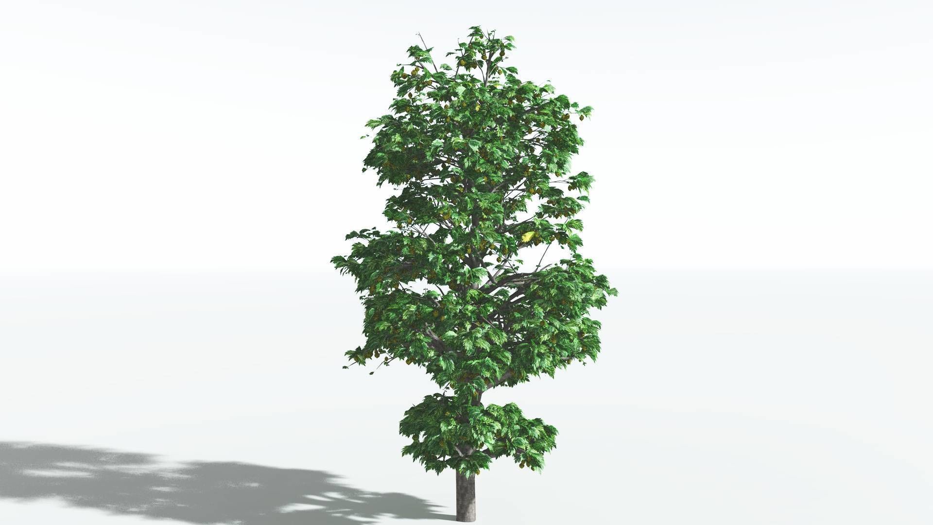 EVERYPlant Breadnut 3 --12 Models-- 3D model_4