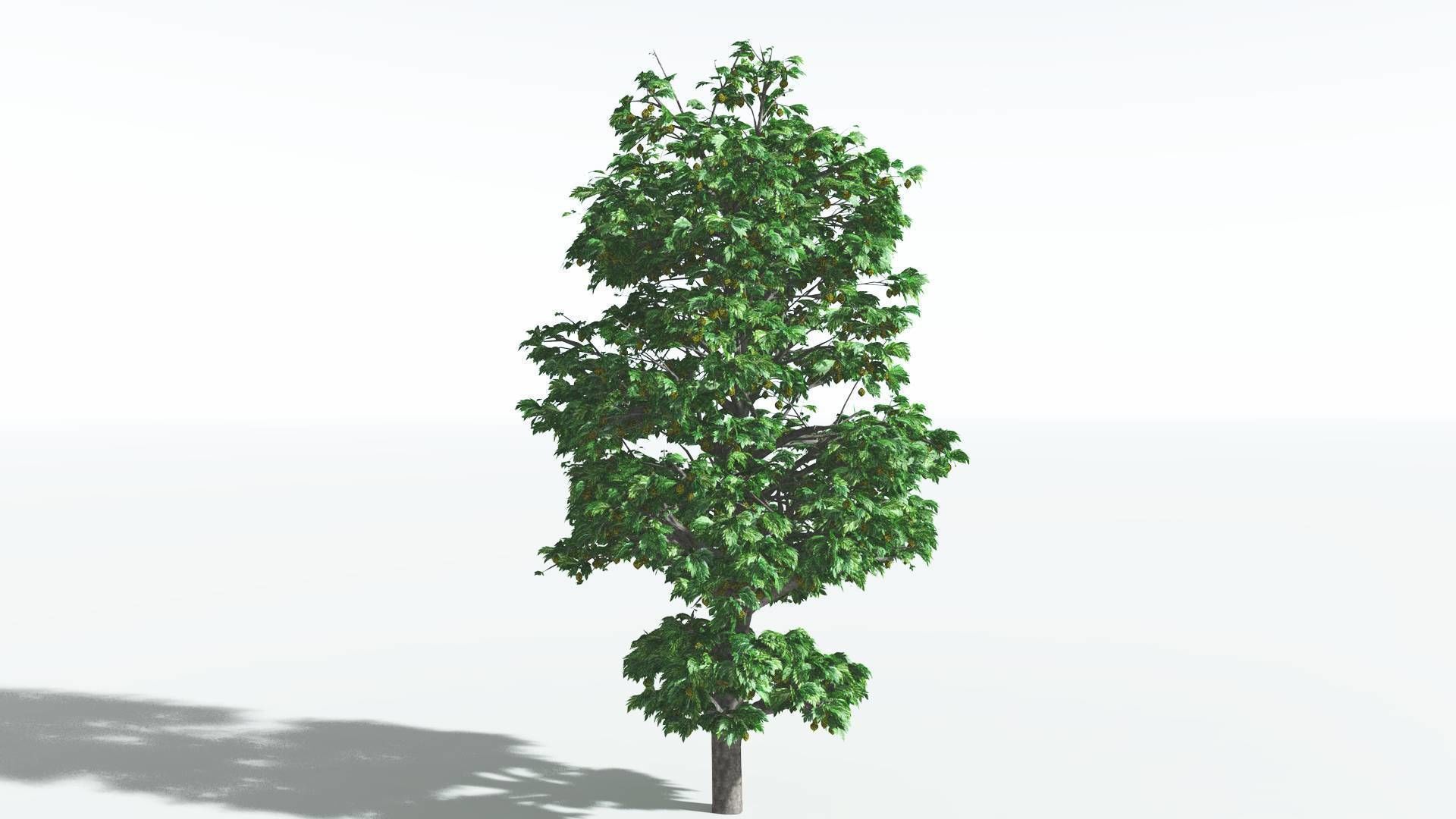 EVERYPlant Breadnut 3 --12 Models-- 3D model_6