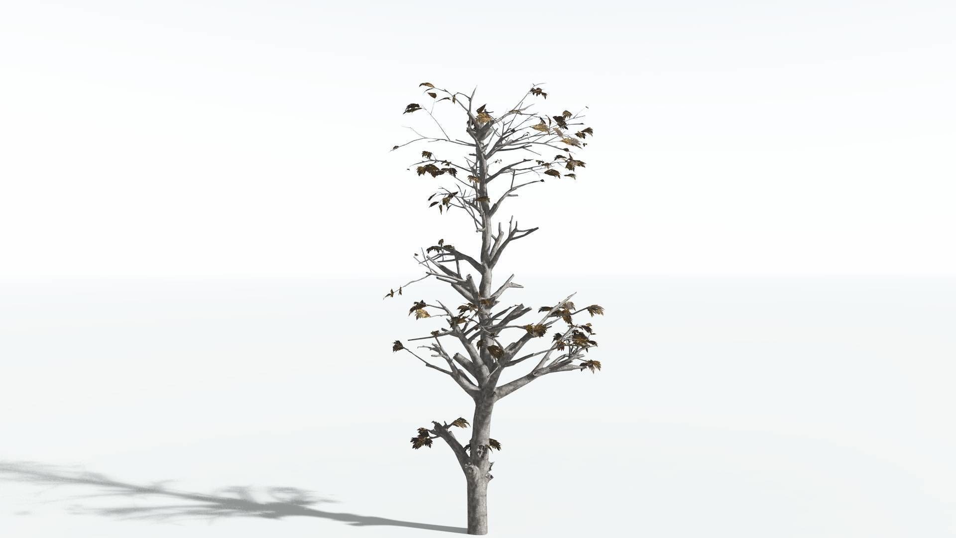 EVERYPlant Breadnut 3 --12 Models-- 3D model_12