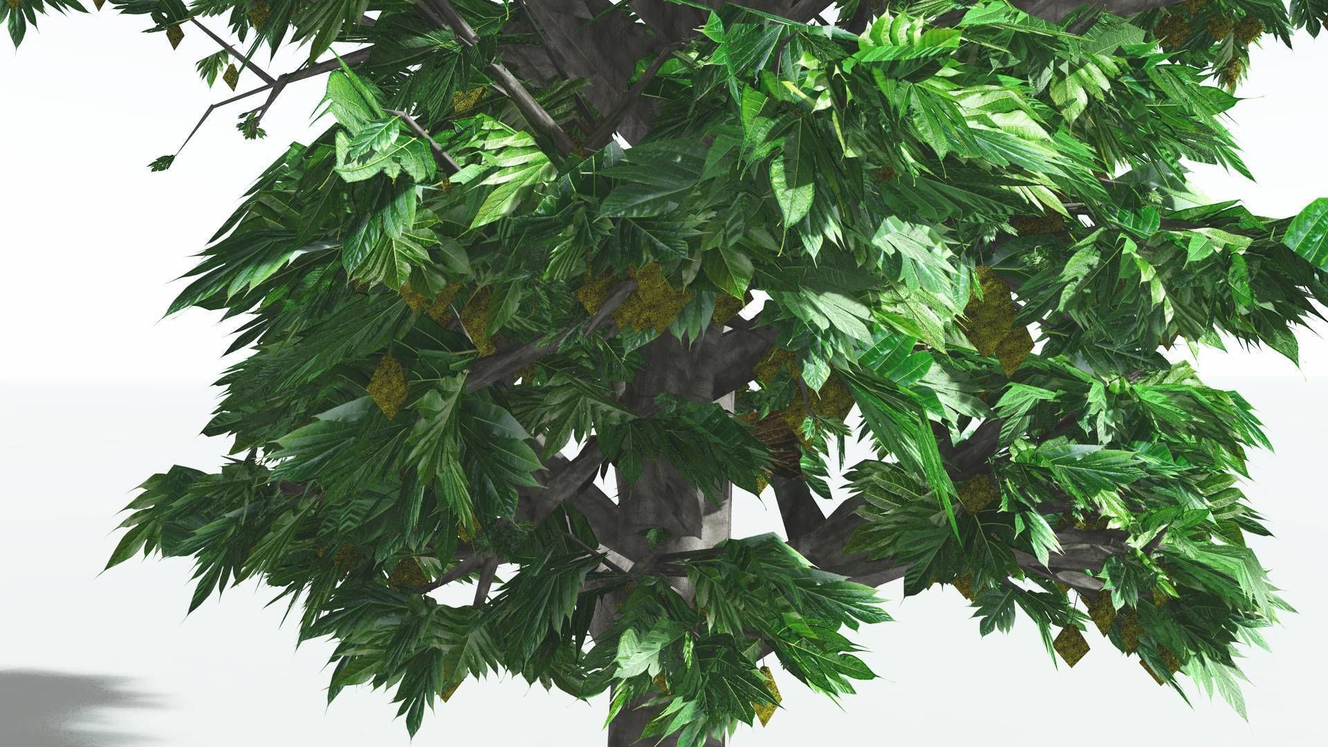 EVERYPlant Breadnut 3 --12 Models-- 3D model_25