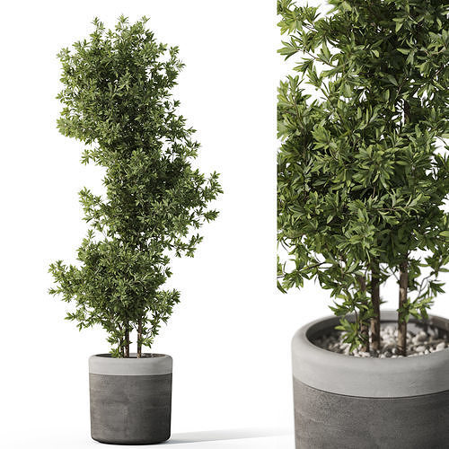 Plants collection 1087 3D model