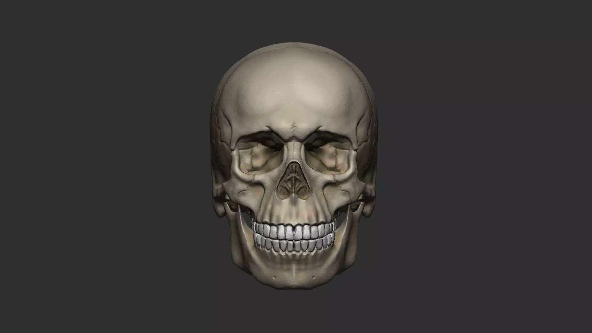 Skull 3D print model