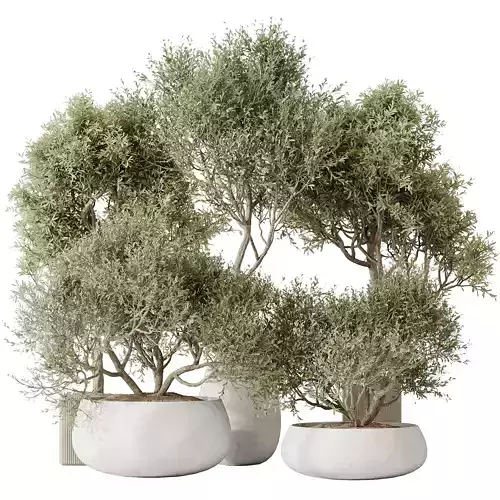 Indoor plant set 66 3D model