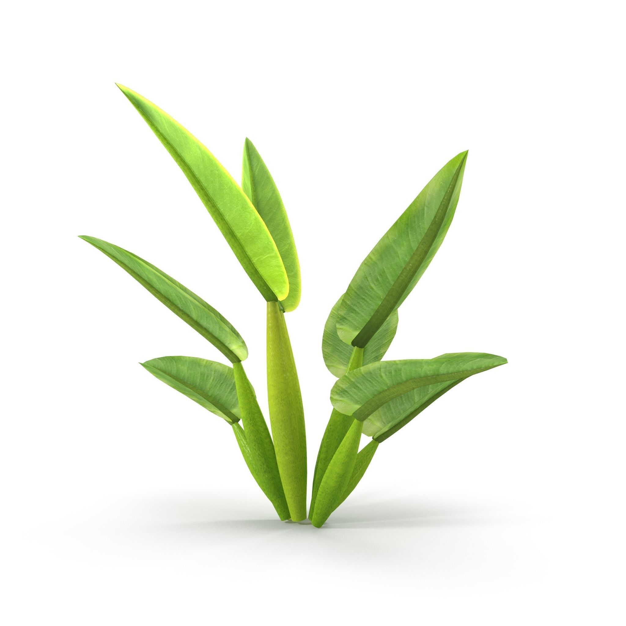 Philodendron martianum Low-poly 3D model_5