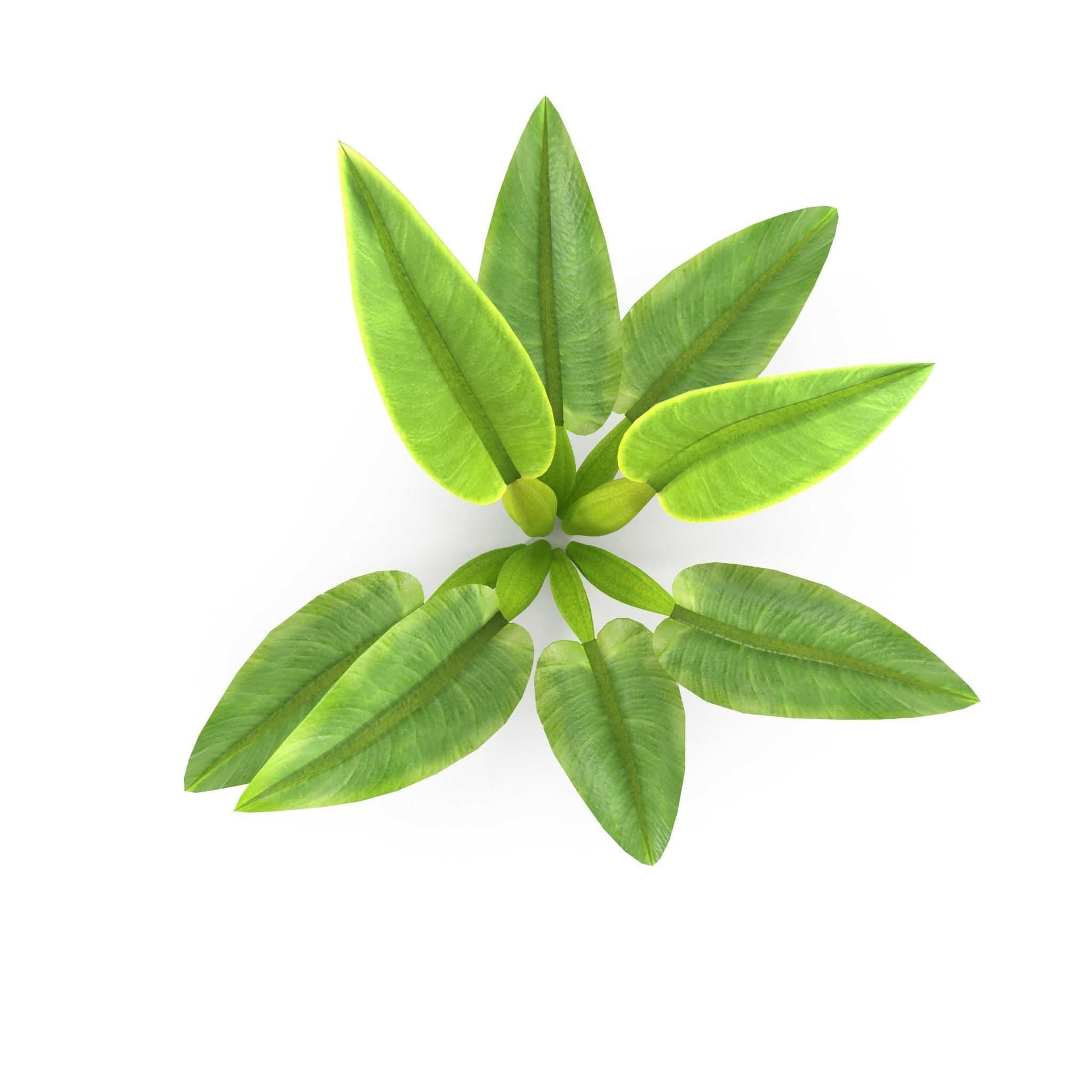 Philodendron martianum Low-poly 3D model_1