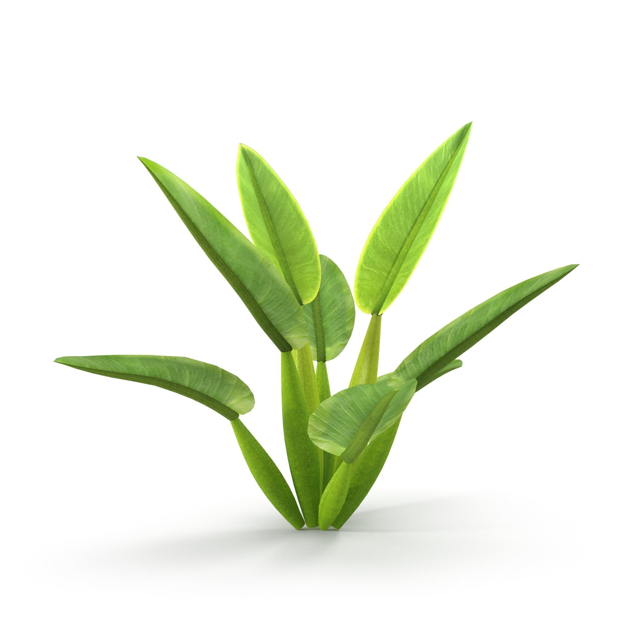 Philodendron martianum Low-poly 3D model_4