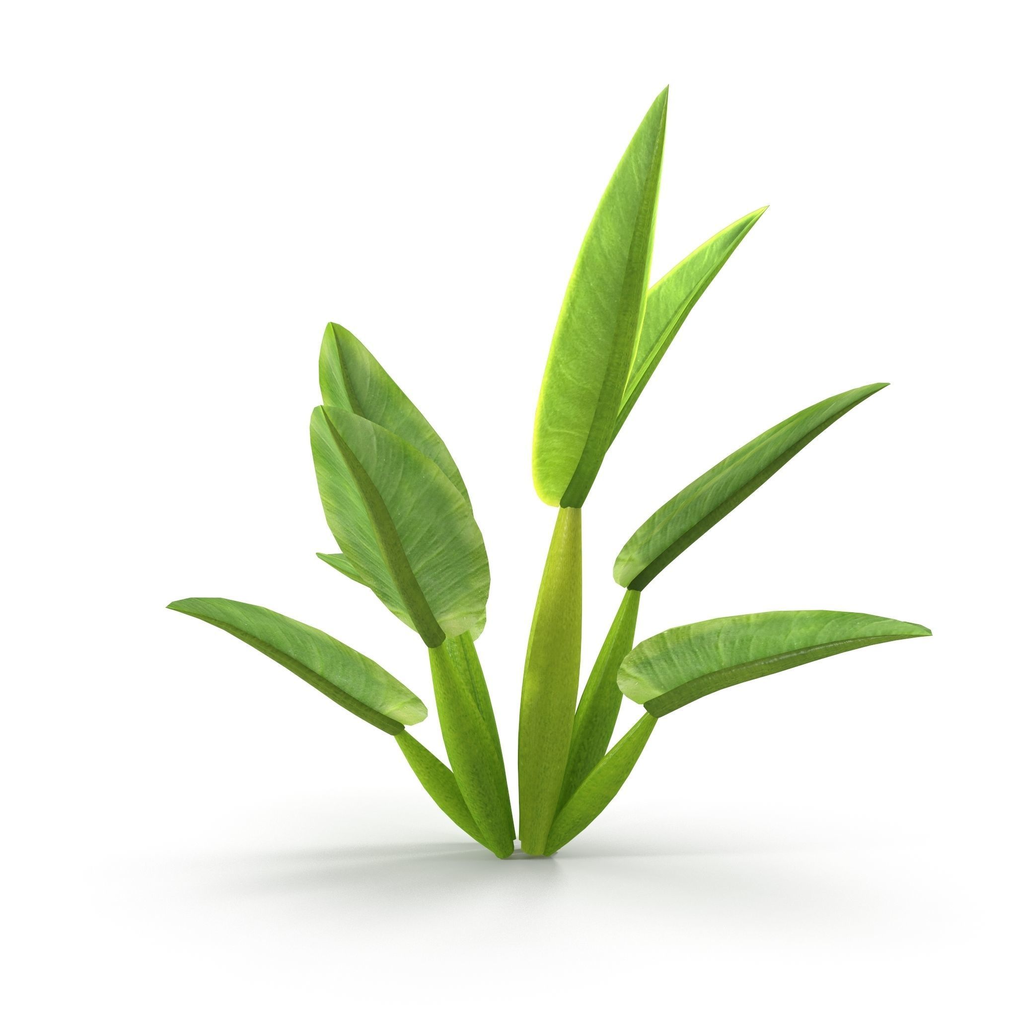 Philodendron martianum Low-poly 3D model_2