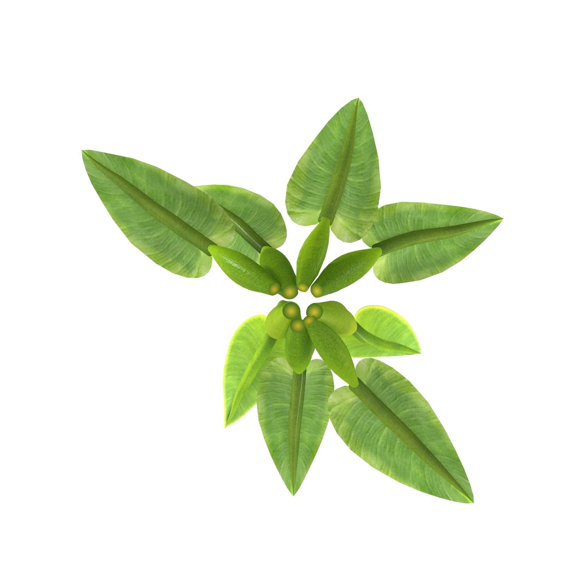 Philodendron martianum Low-poly 3D model_7