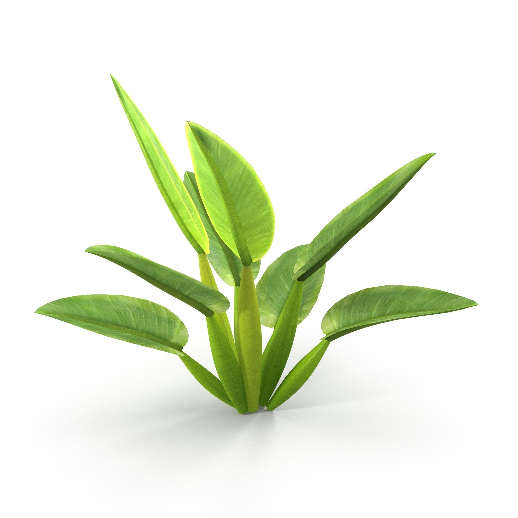 Philodendron martianum Low-poly 3D model_3