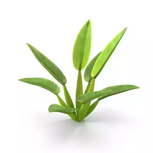 Philodendron martianum