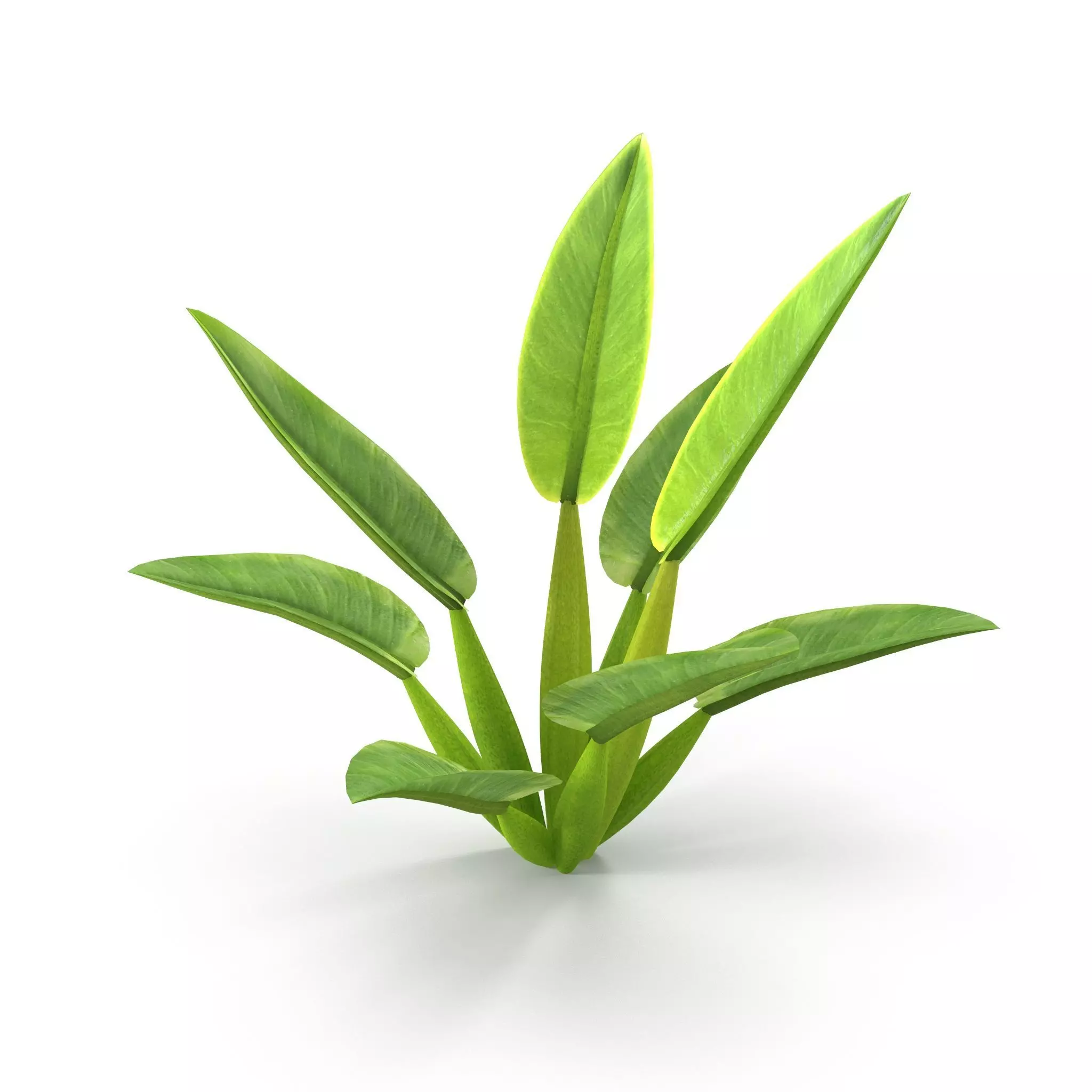 Philodendron martianum Low-poly 3D model_0