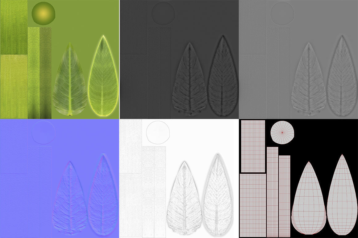 Philodendron martianum Low-poly 3D model_8