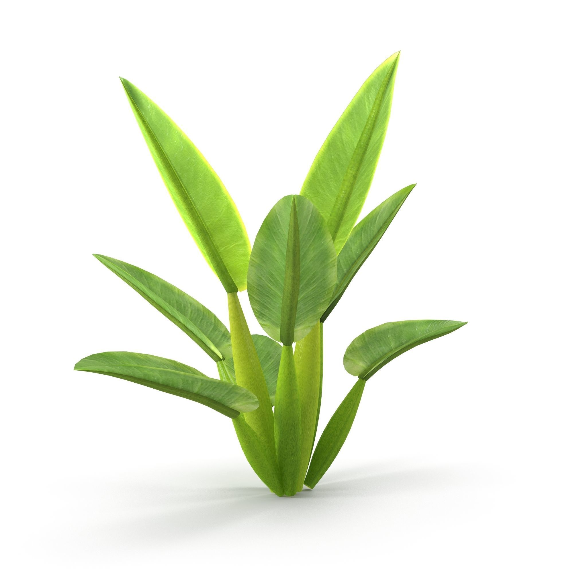 Philodendron martianum Low-poly 3D model_6