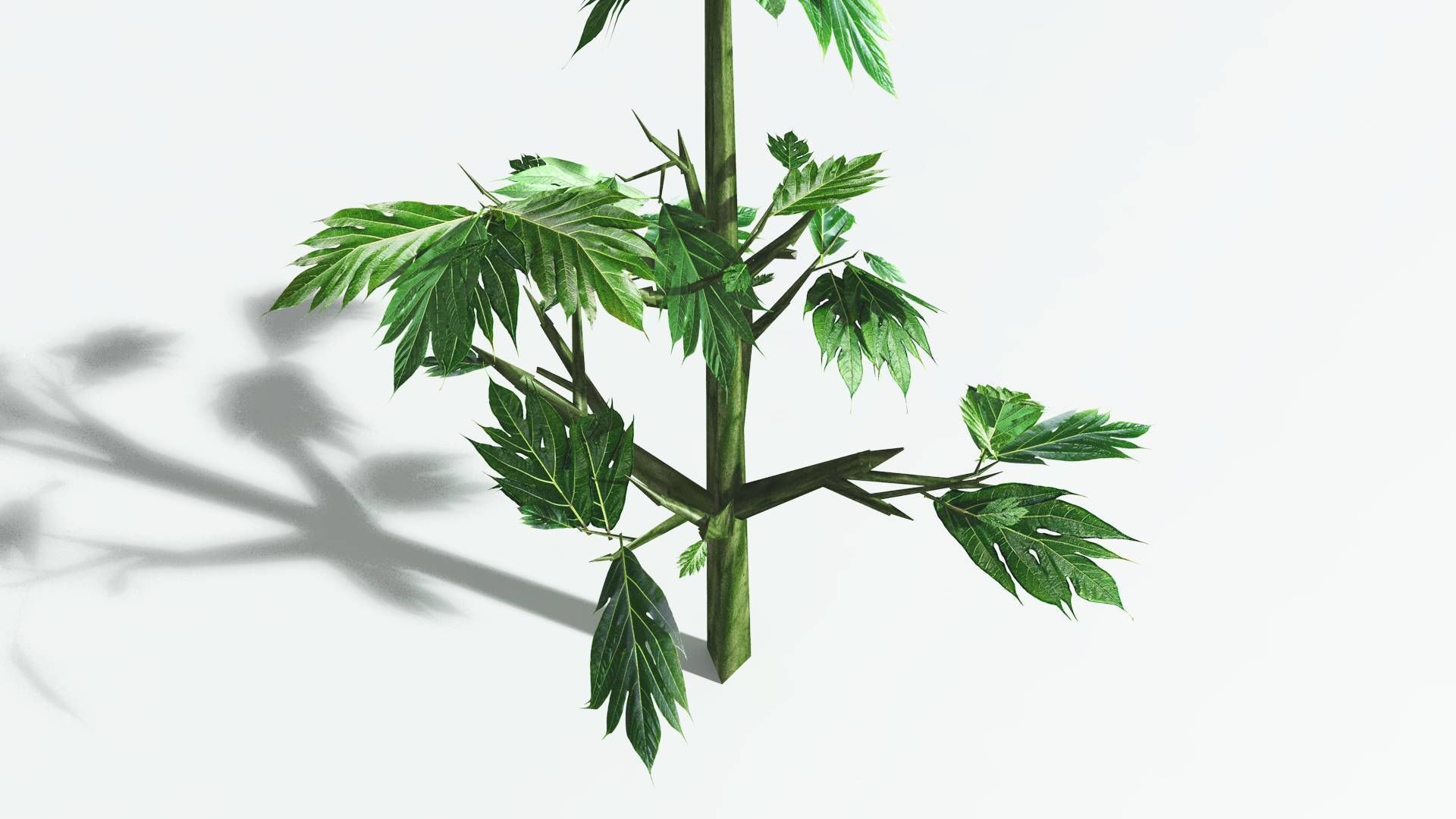 EVERYPlant Breadnut 4 --12 Models-- 3D model_23