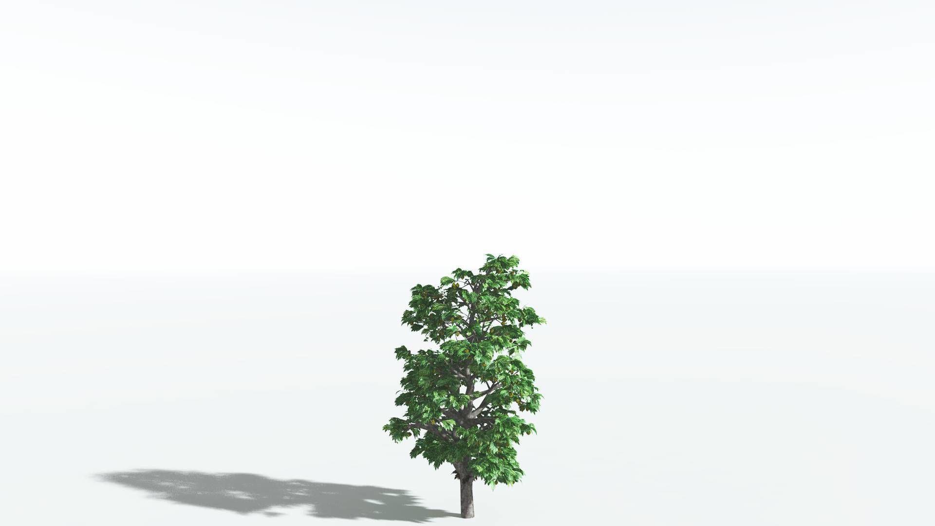 EVERYPlant Breadnut 4 --12 Models-- 3D model_18
