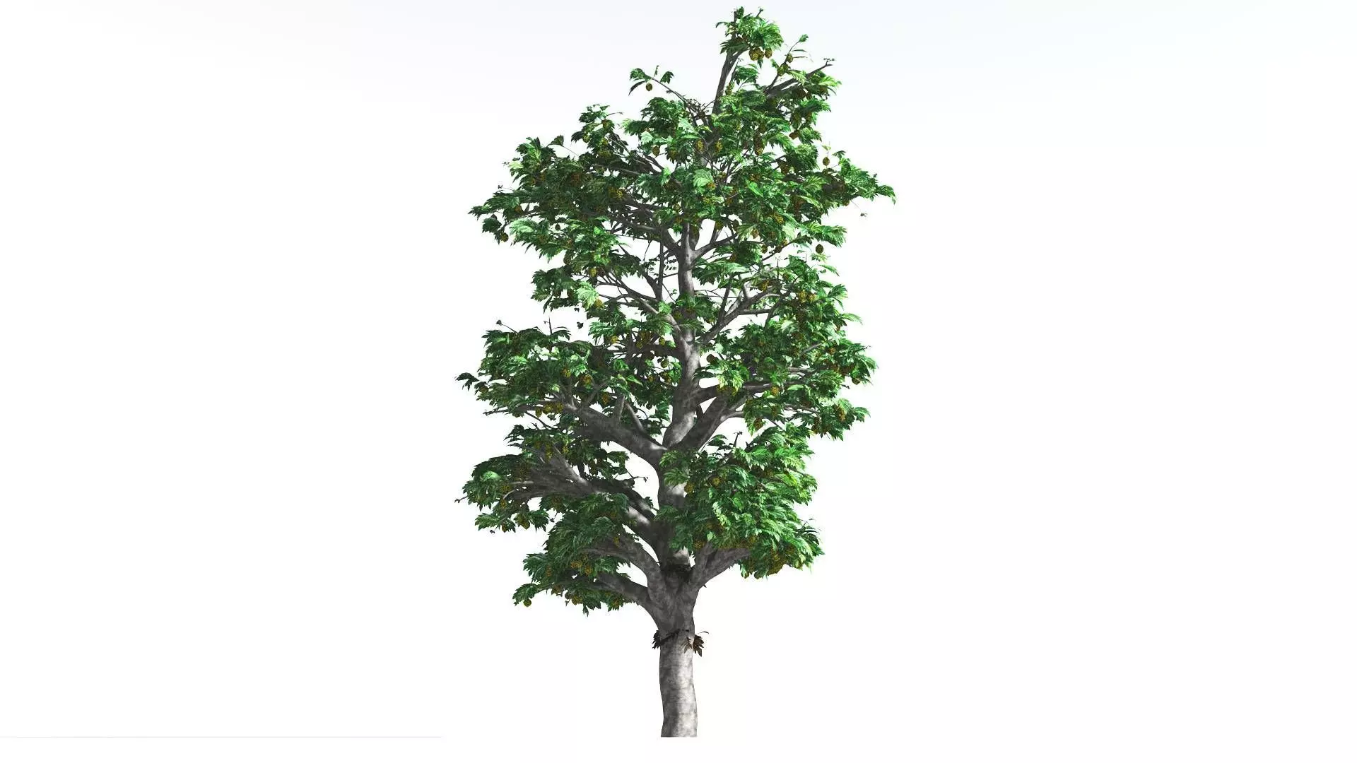EVERYPlant Breadnut 4 --12 Models-- 3D model_0