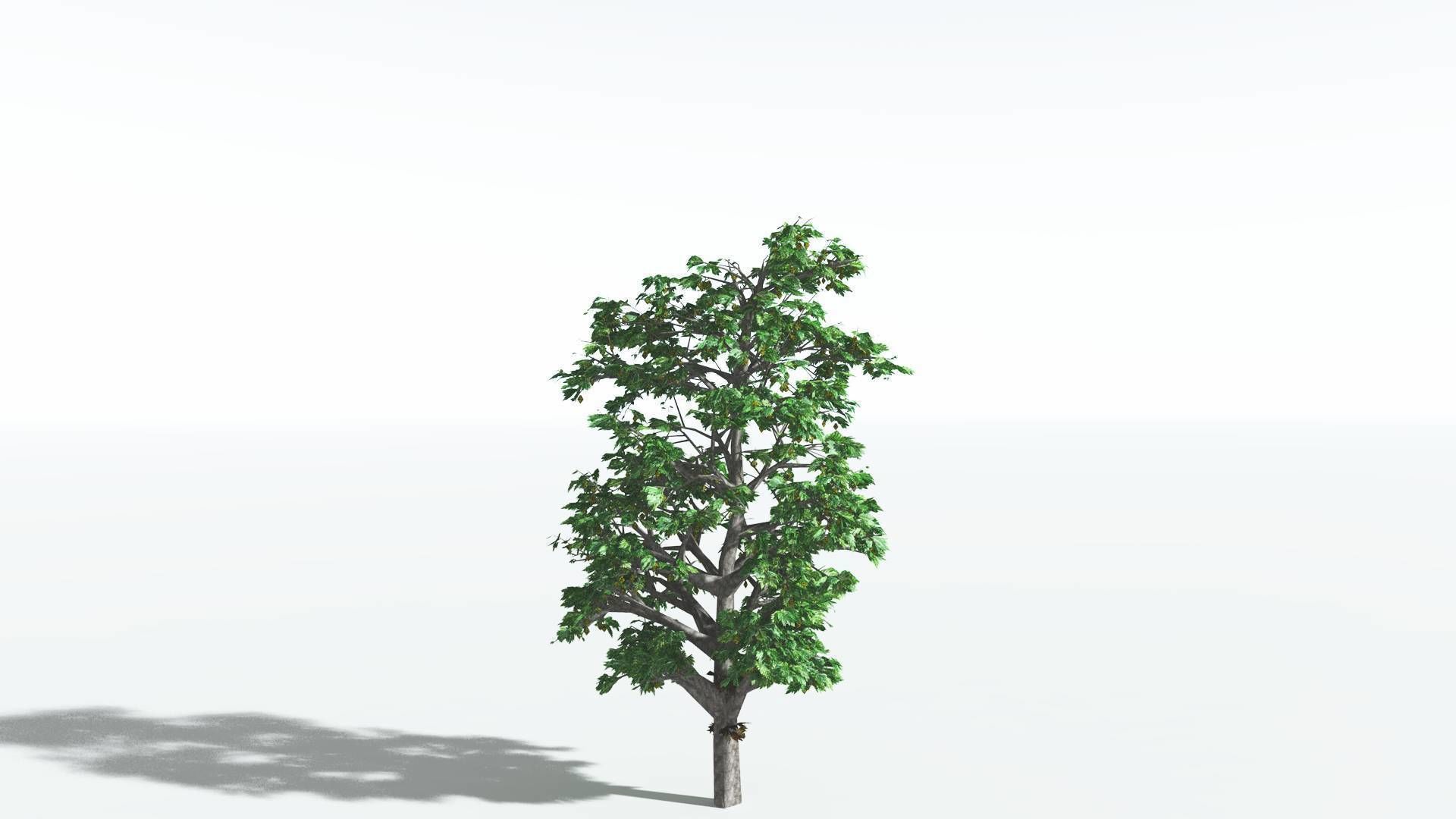 EVERYPlant Breadnut 4 --12 Models-- 3D model_24