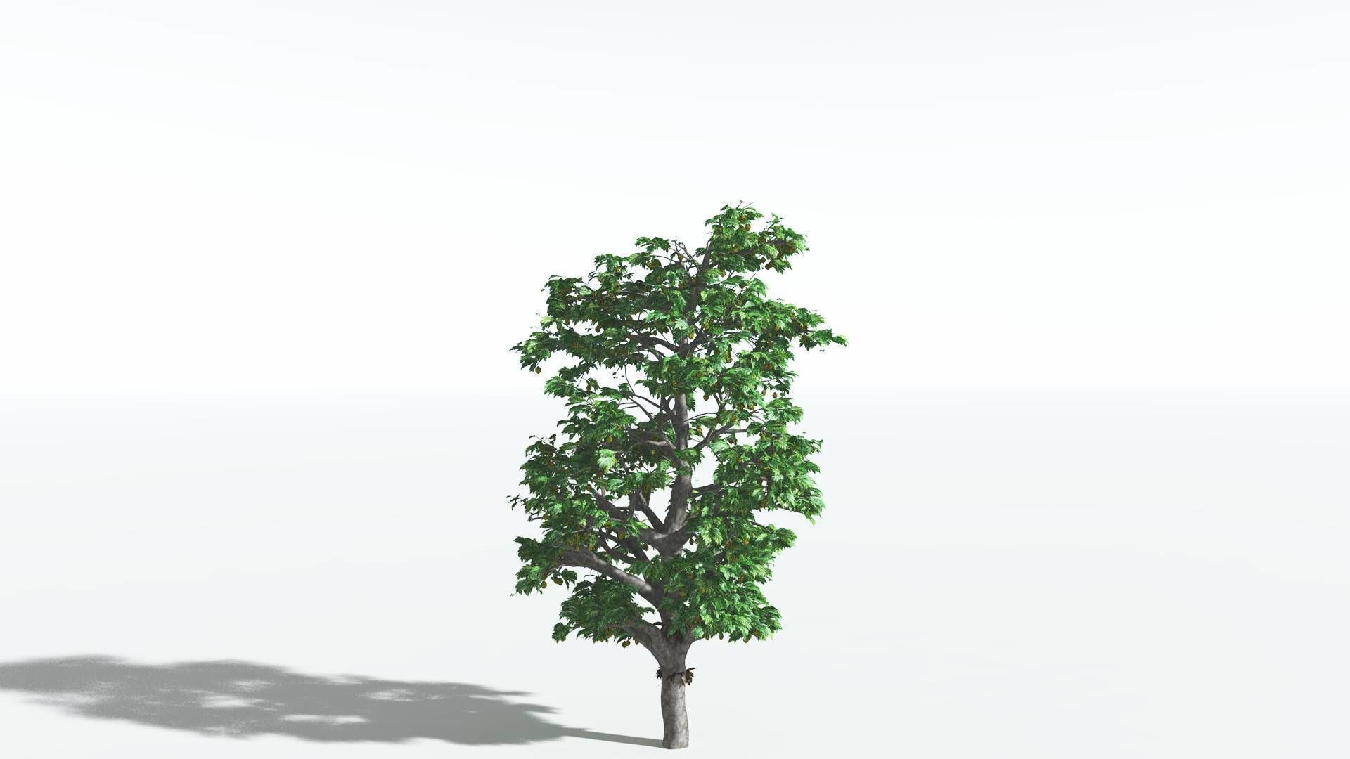 EVERYPlant Breadnut 4 --12 Models-- 3D model_6
