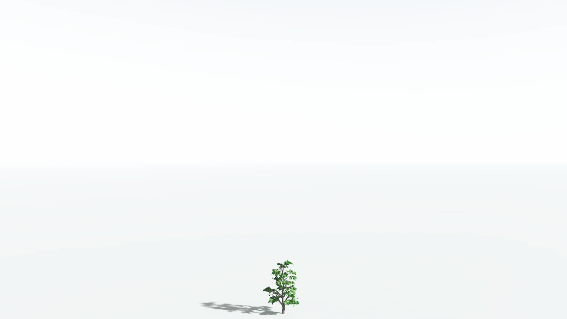 EVERYPlant Breadnut 4 --12 Models-- 3D model_20