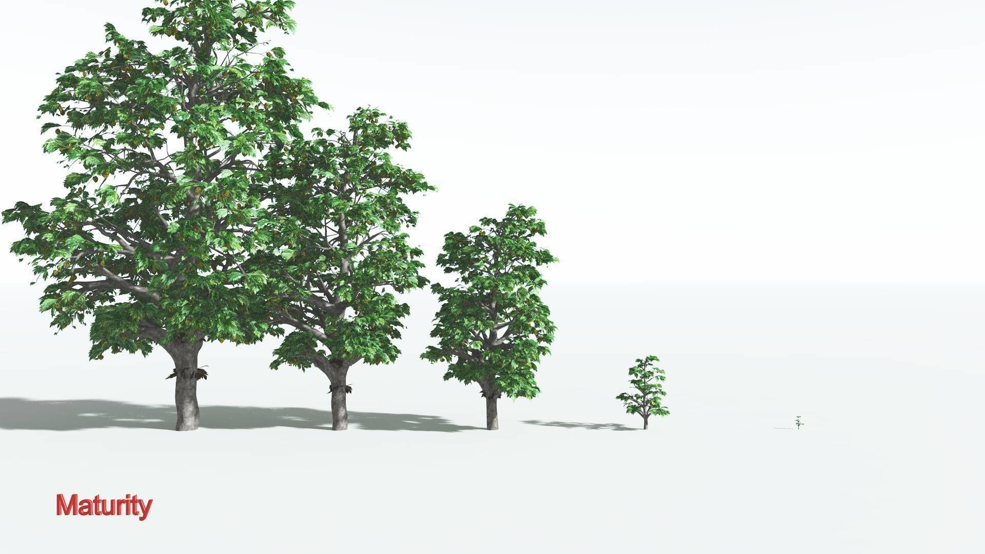 EVERYPlant Breadnut 4 --12 Models-- 3D model_2