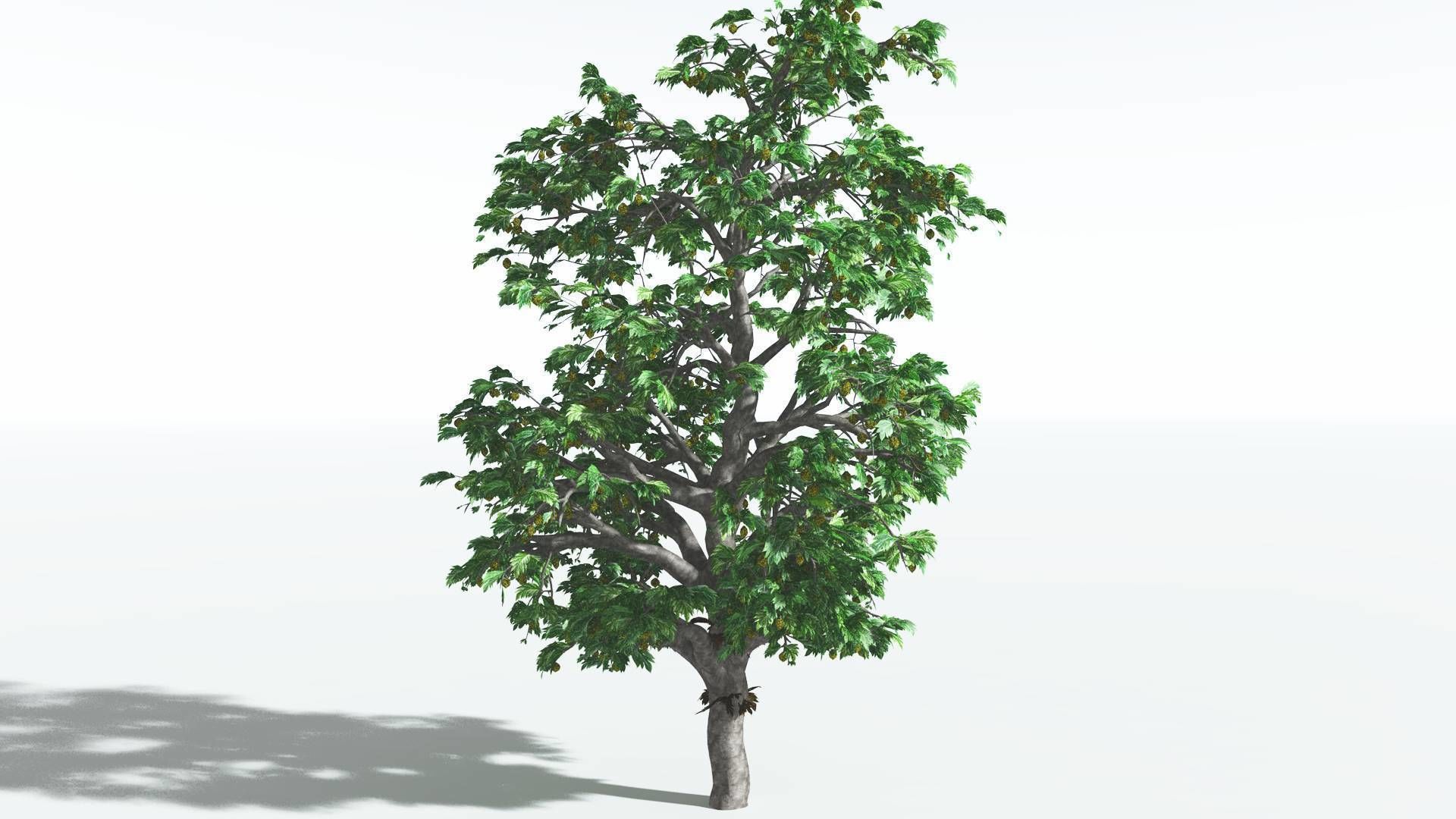 EVERYPlant Breadnut 4 --12 Models-- 3D model_16