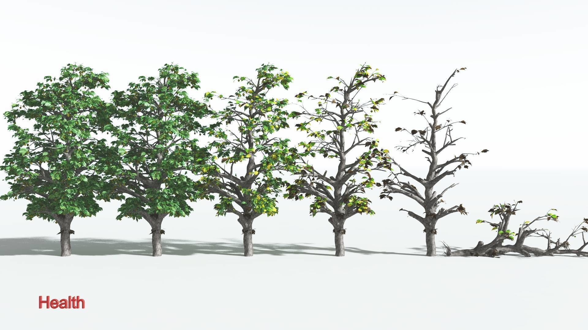 EVERYPlant Breadnut 4 --12 Models-- 3D model_1