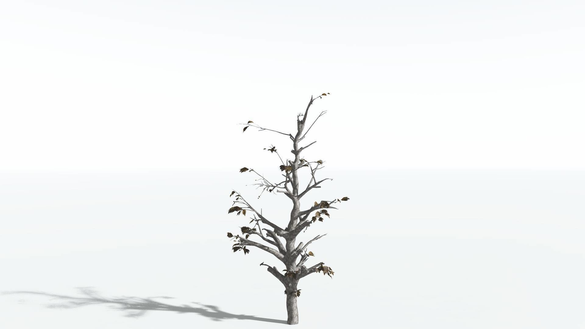 EVERYPlant Breadnut 4 --12 Models-- 3D model_12