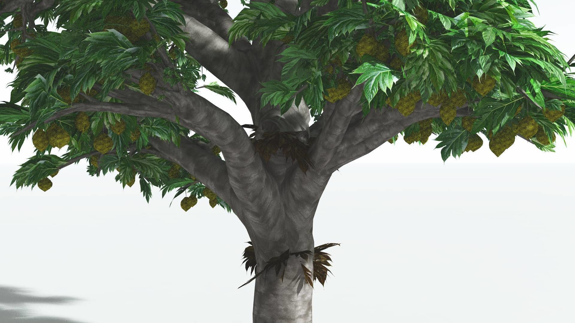 EVERYPlant Breadnut 4 --12 Models-- 3D model_7