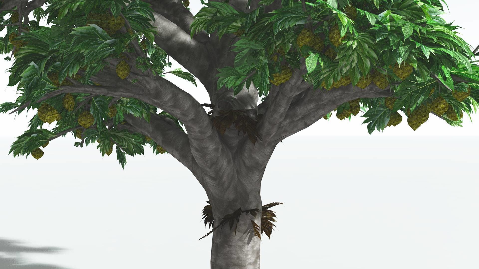 EVERYPlant Breadnut 4 --12 Models-- 3D model_5