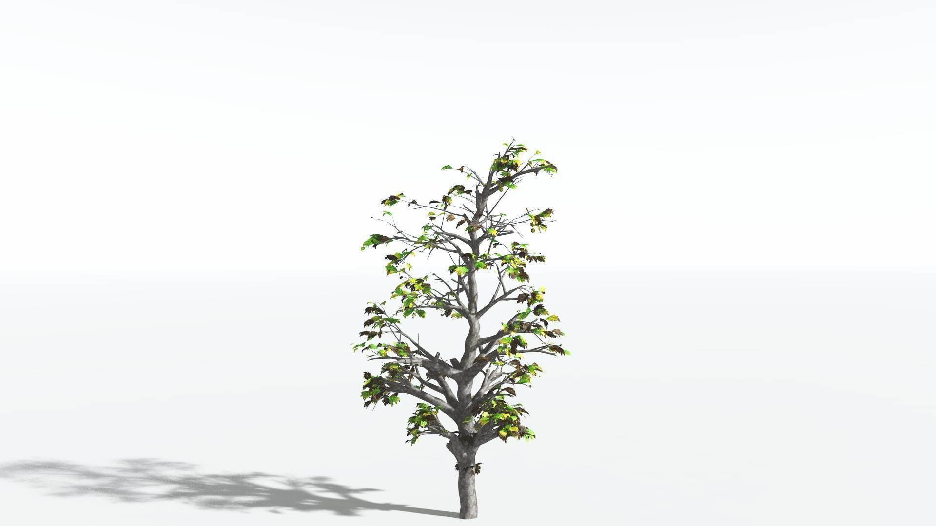 EVERYPlant Breadnut 4 --12 Models-- 3D model_10