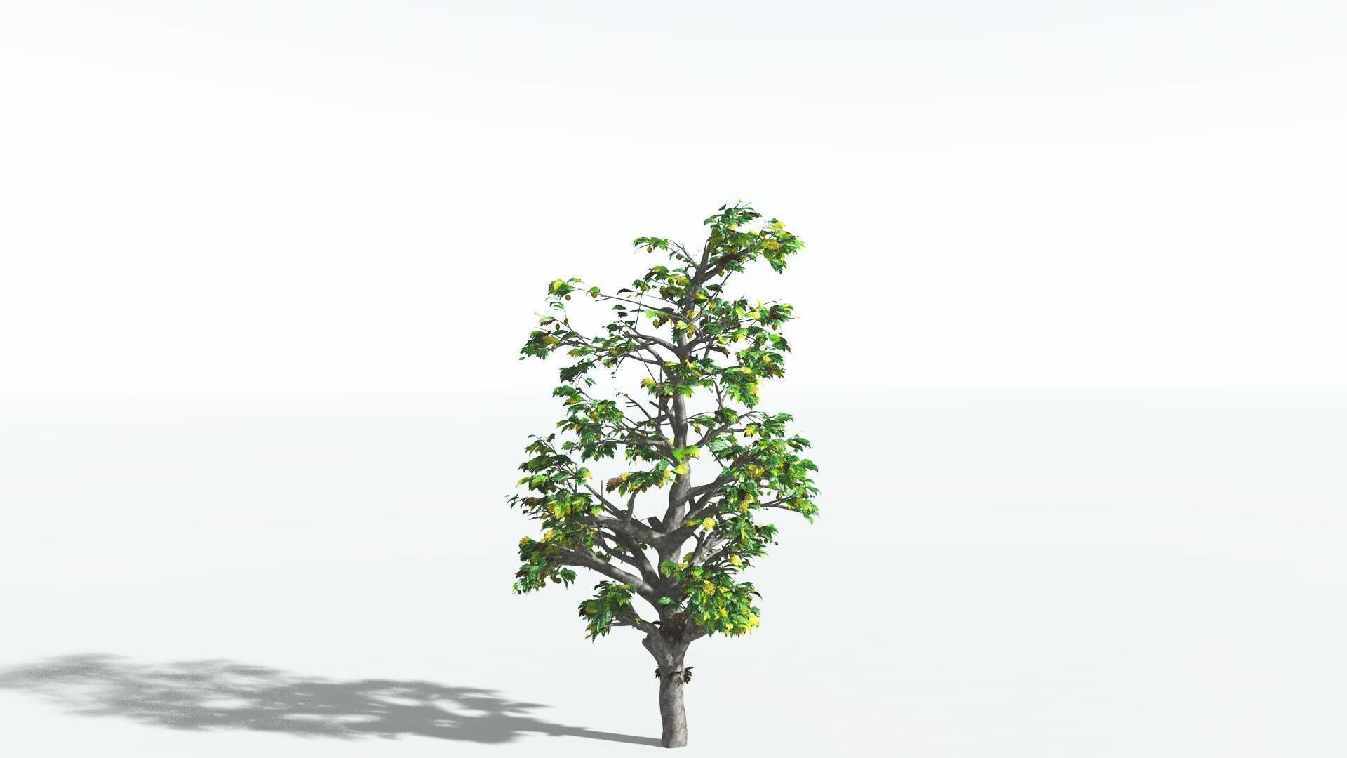 EVERYPlant Breadnut 4 --12 Models-- 3D model_8
