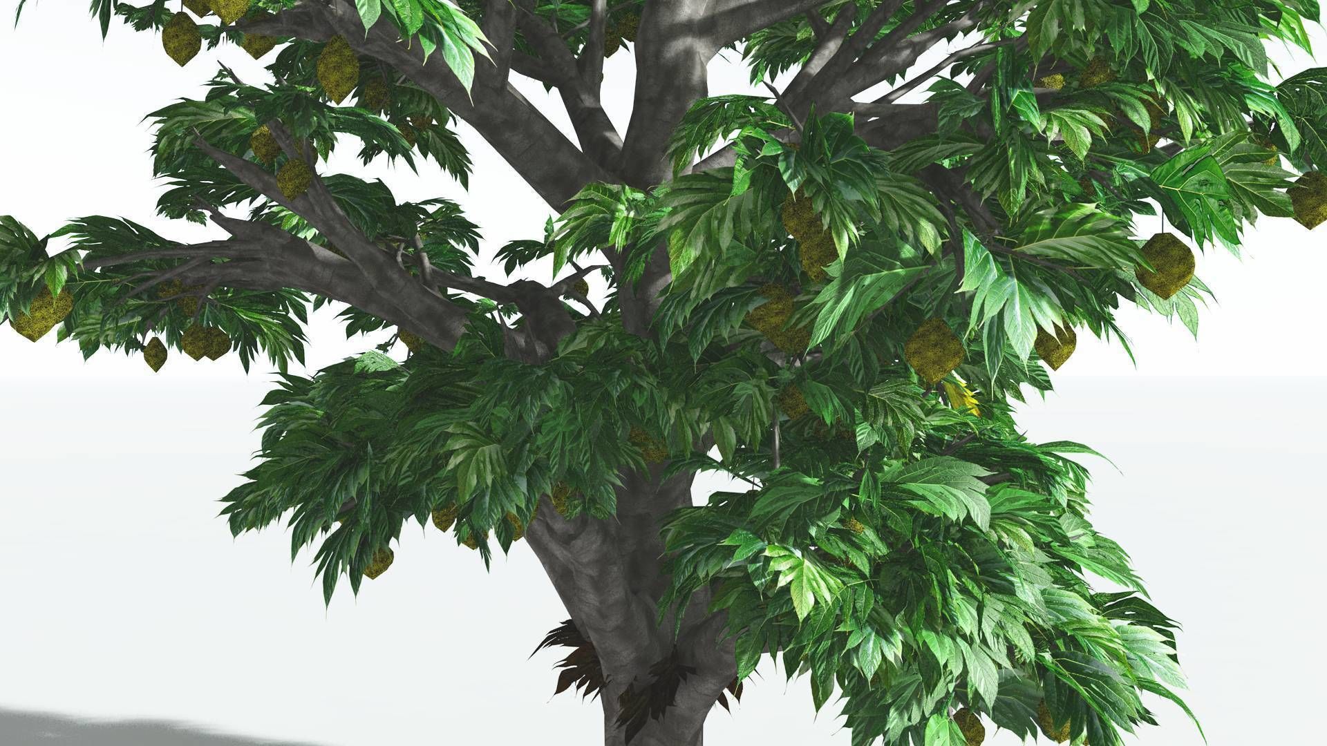 EVERYPlant Breadnut 4 --12 Models-- 3D model_19