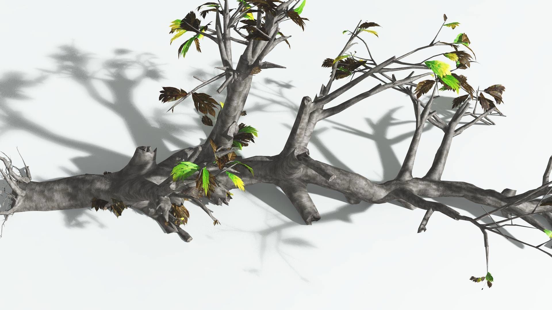 EVERYPlant Breadnut 4 --12 Models-- 3D model_15