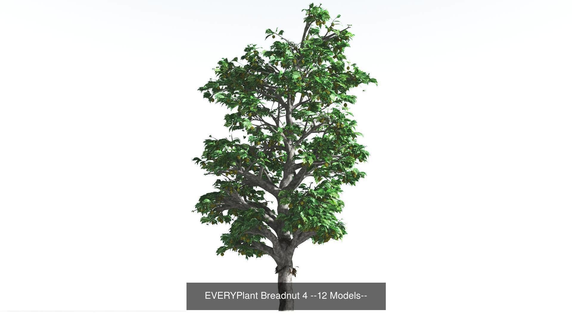 EVERYPlant Breadnut Bundle --48 Models-- 3D Model Collection_4