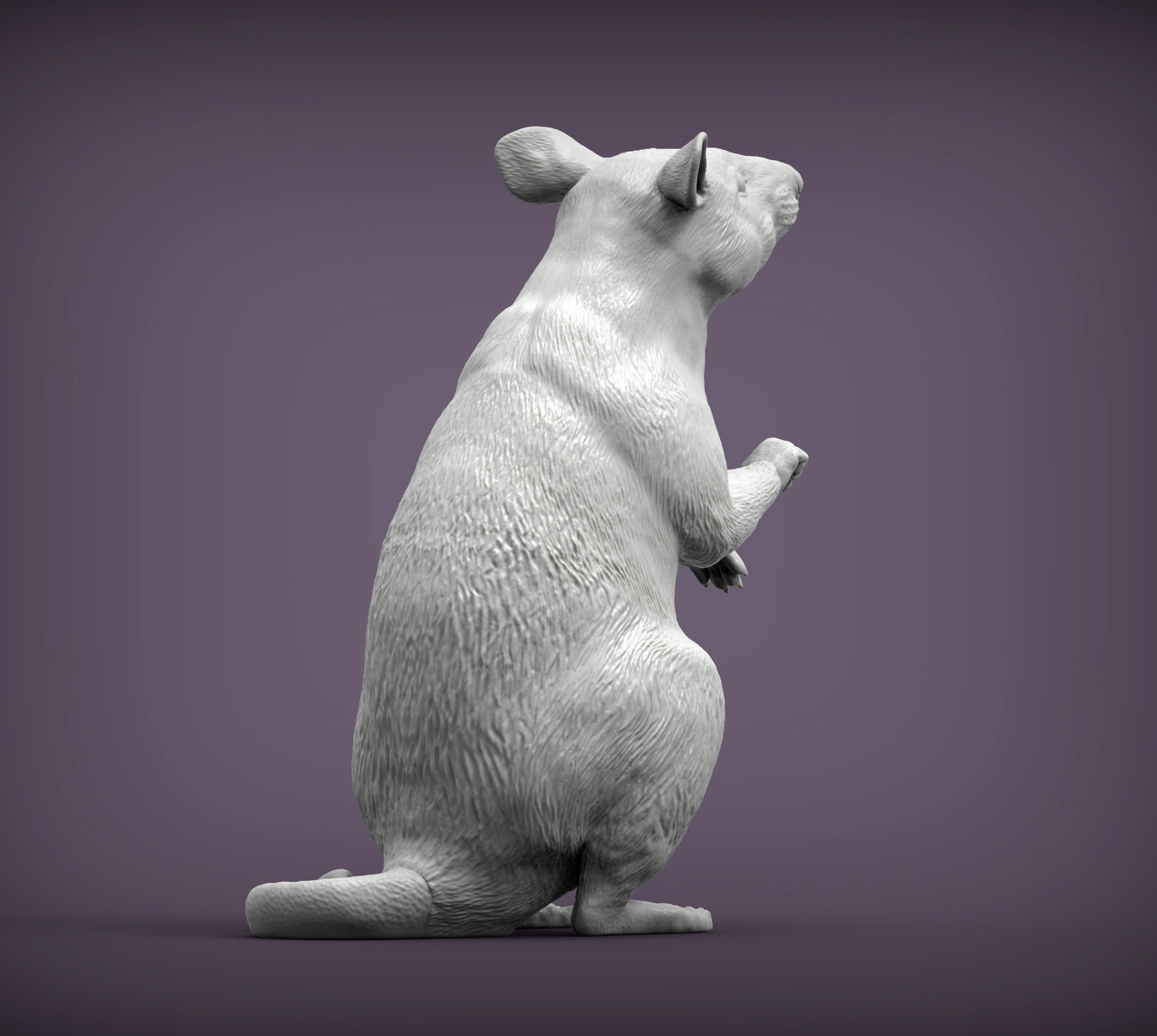 African Giant Pouched Rat  3D print model_4