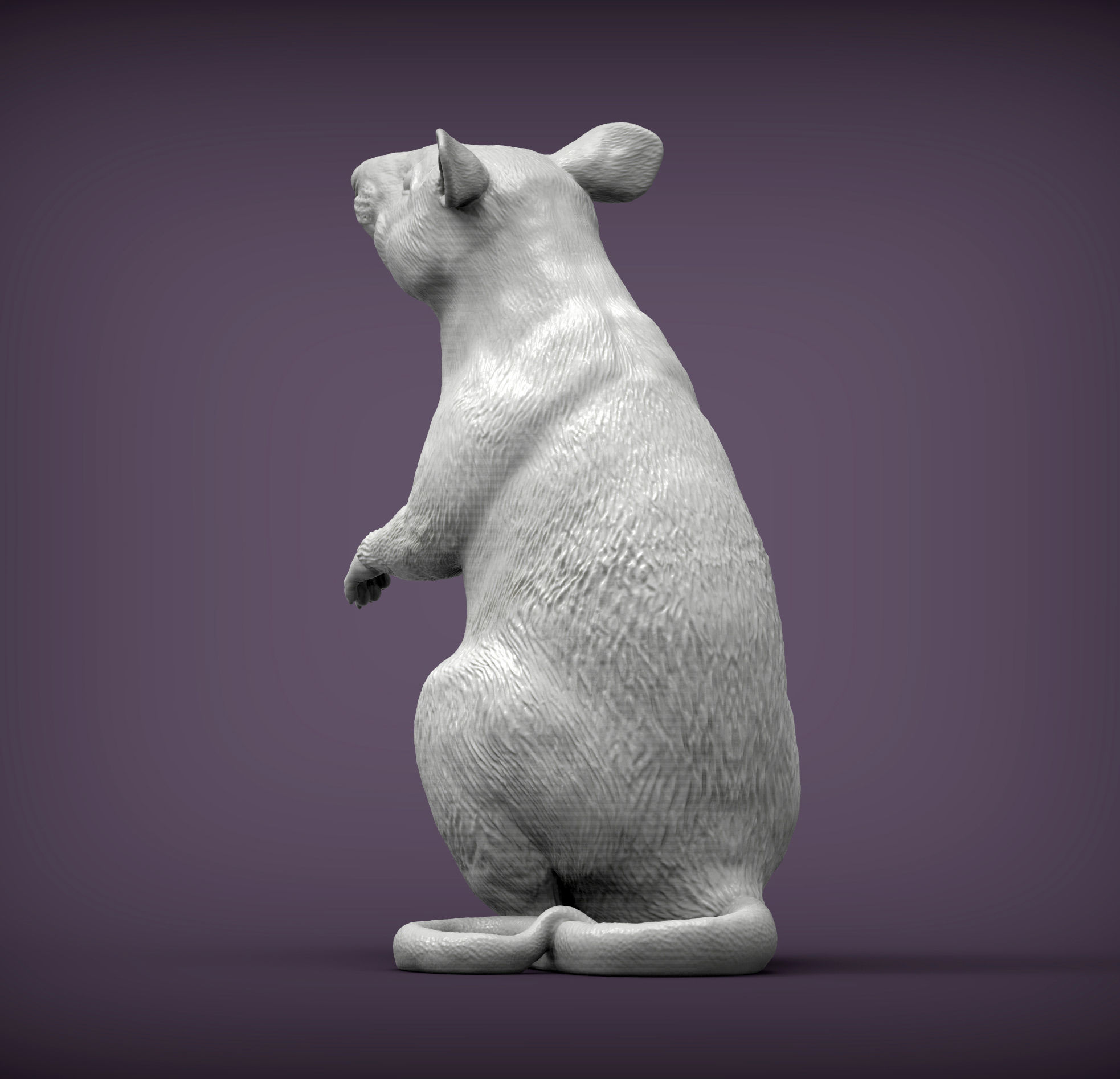 African Giant Pouched Rat  3D print model_5