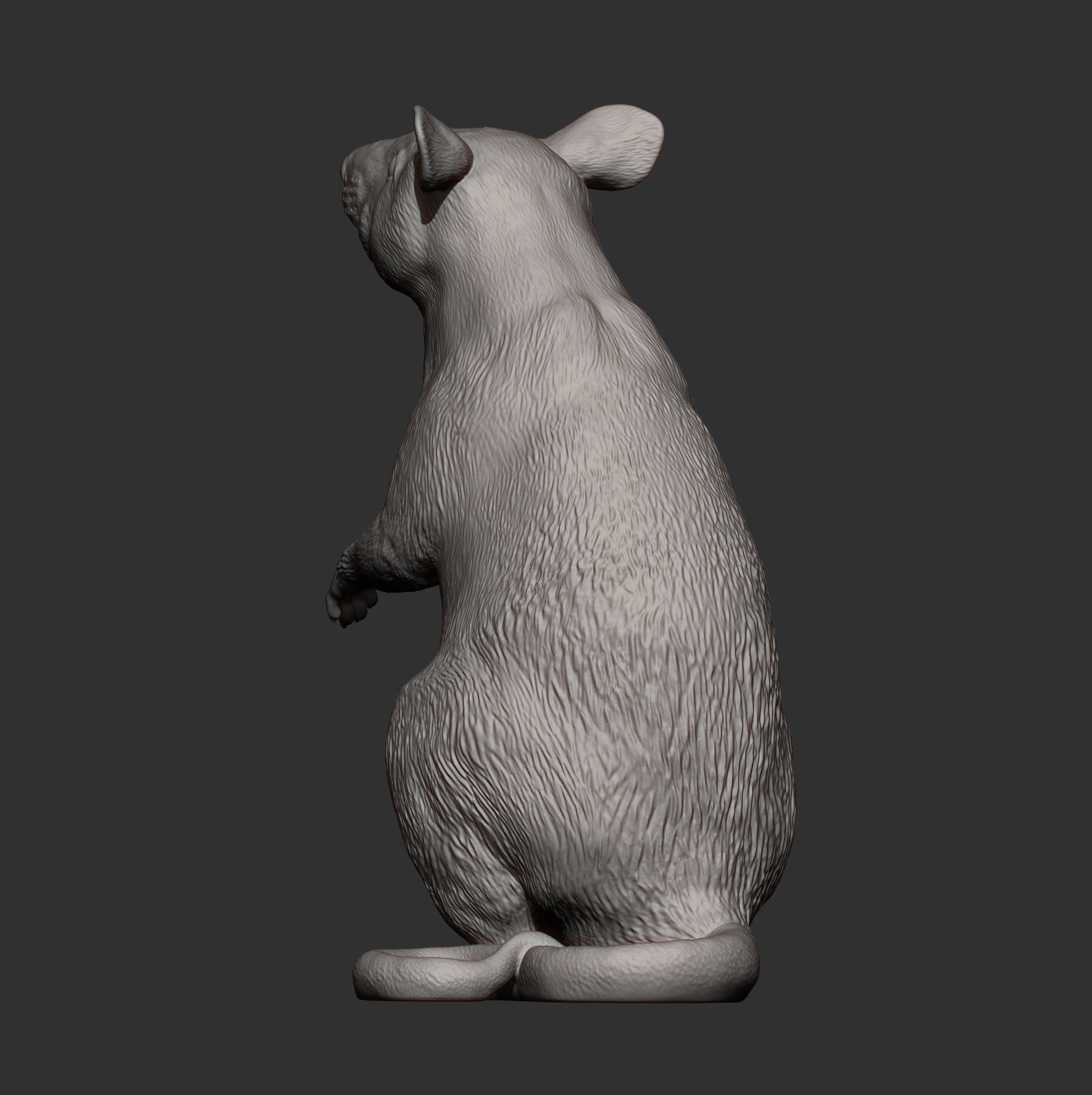 African Giant Pouched Rat  3D print model_10