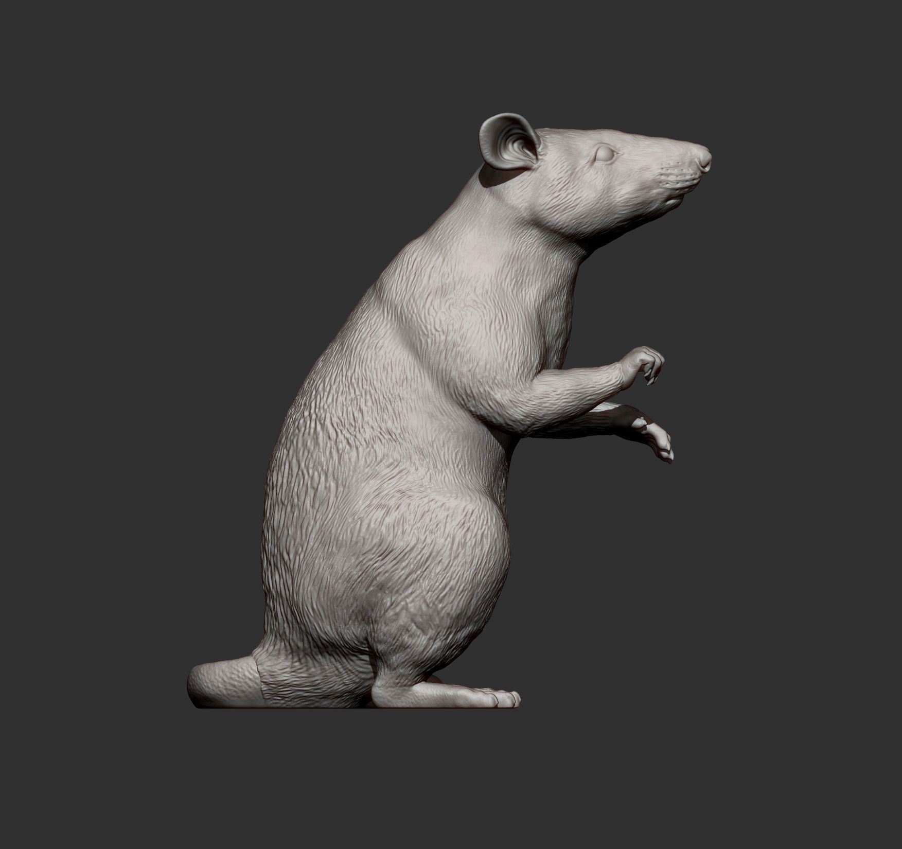 African Giant Pouched Rat  3D print model_6