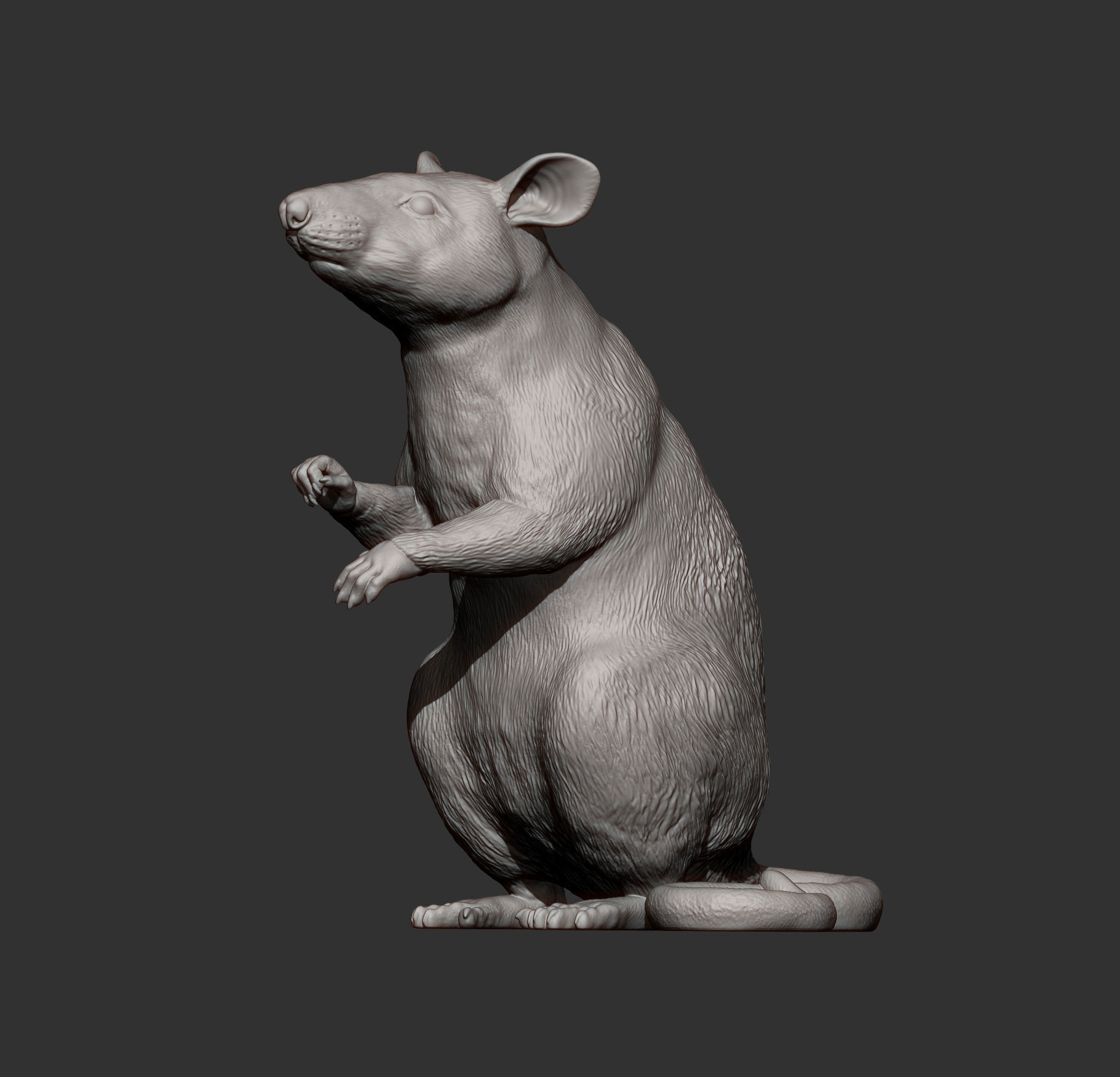 African Giant Pouched Rat  3D print model_11