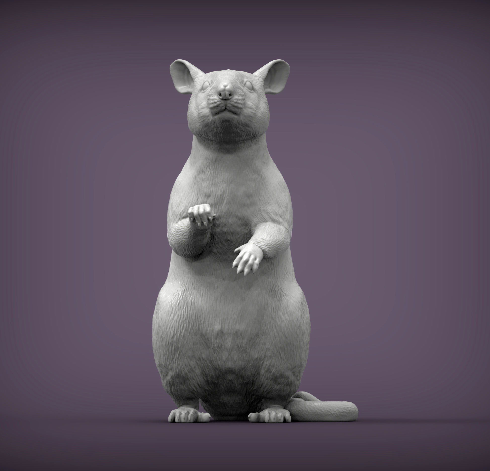 African Giant Pouched Rat  3D print model_2