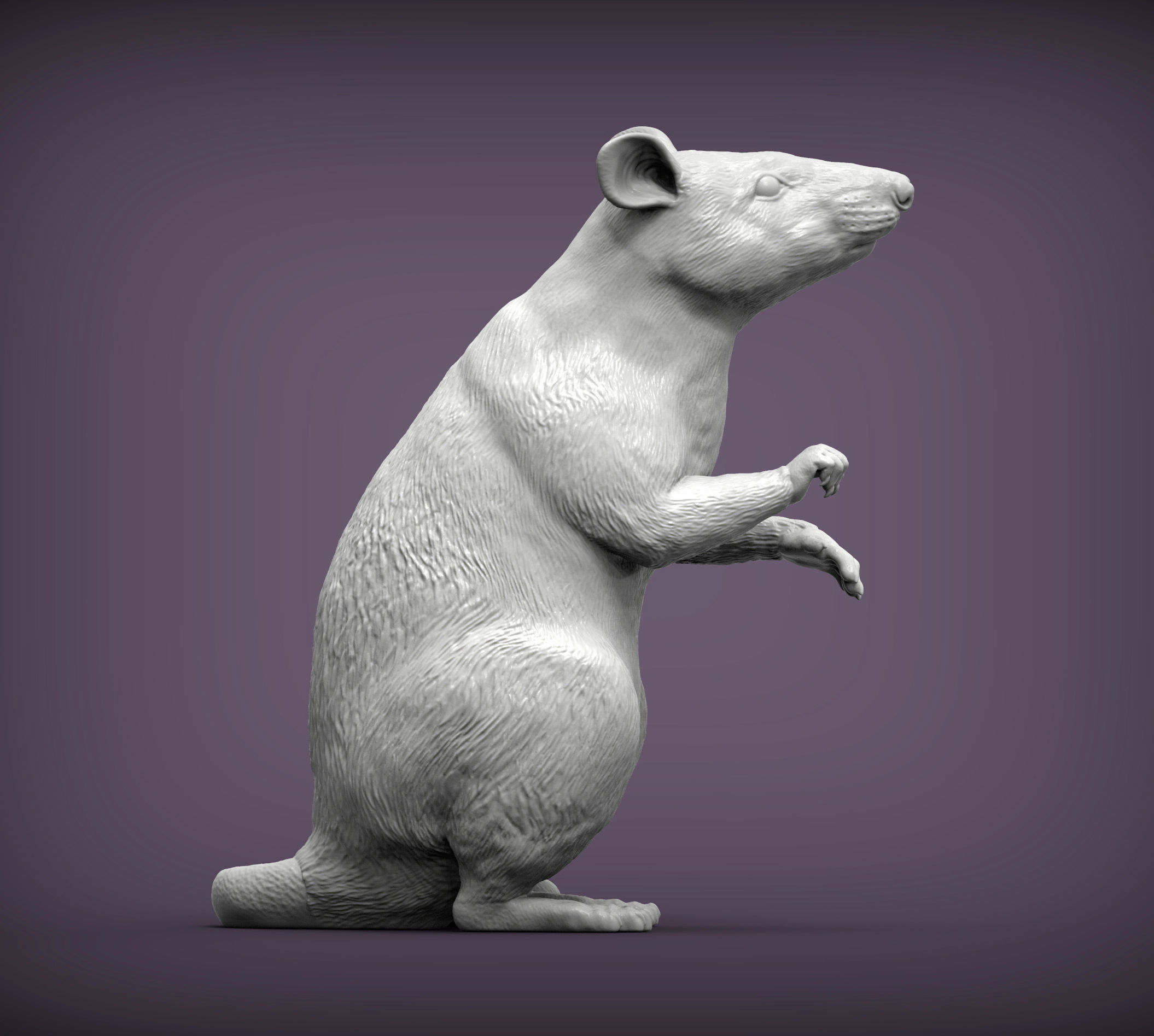 African Giant Pouched Rat  3D print model_3
