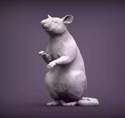African Giant Pouched Rat  3D print model
