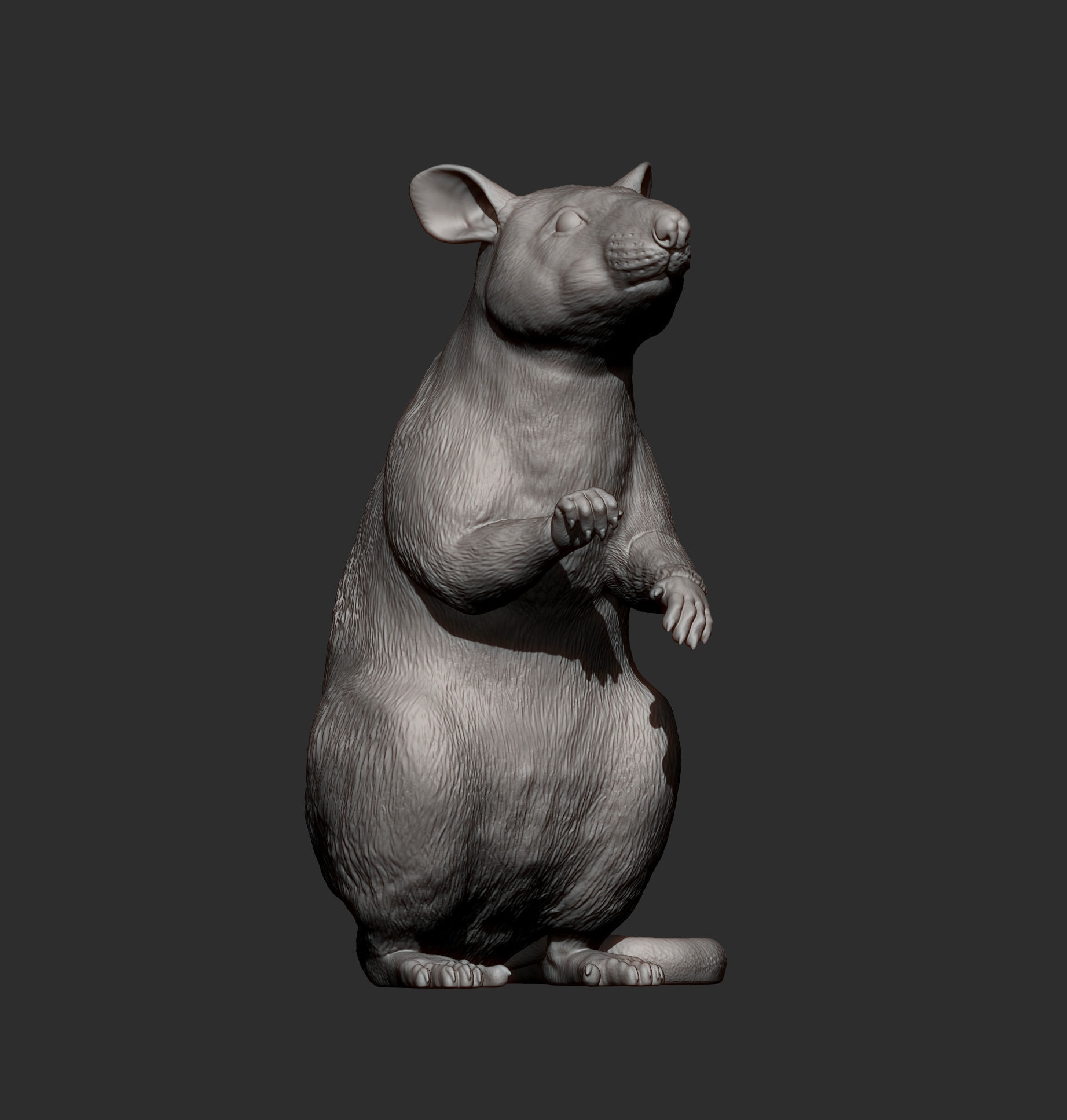 African Giant Pouched Rat  3D print model_12