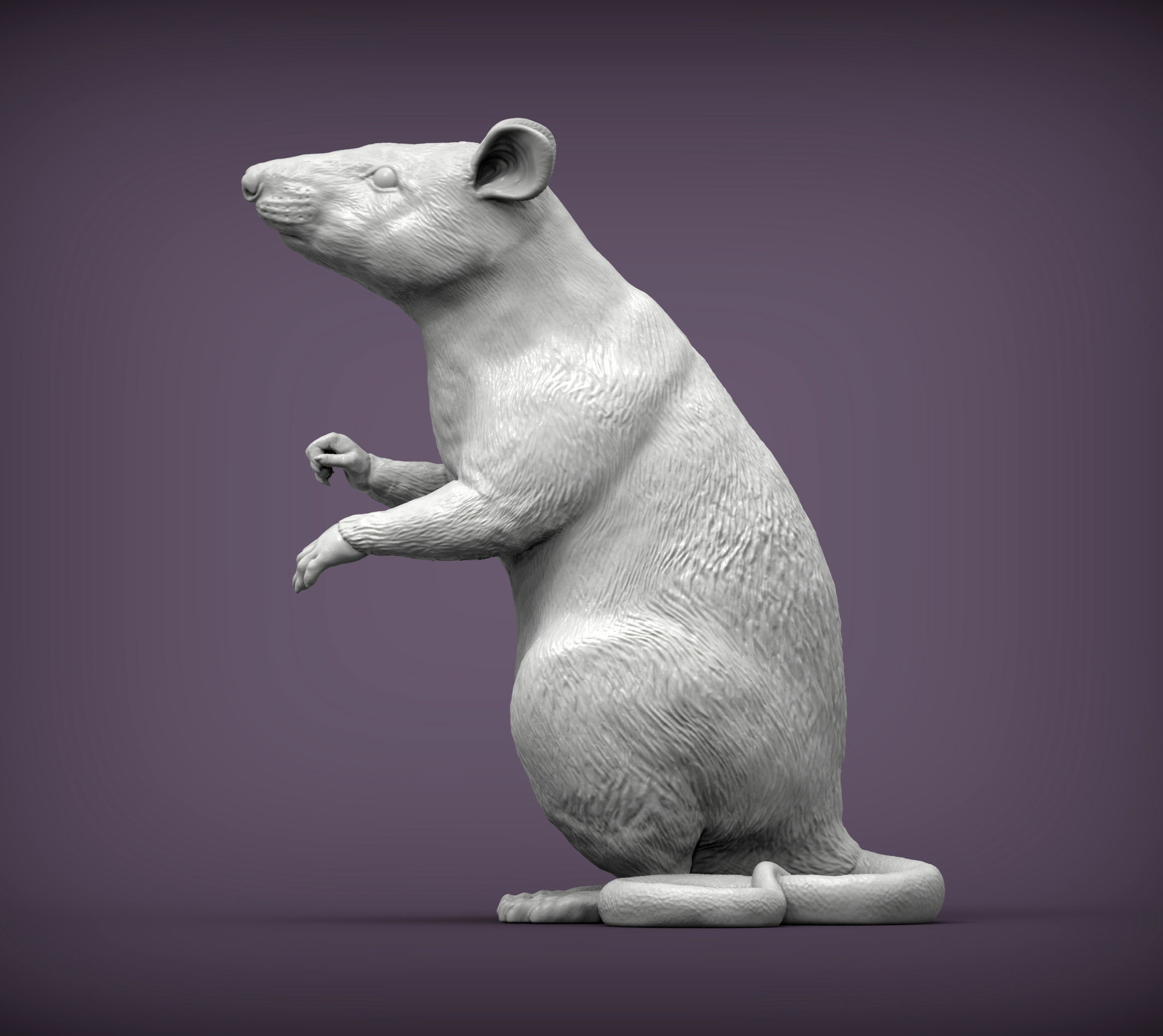 African Giant Pouched Rat  3D print model_1