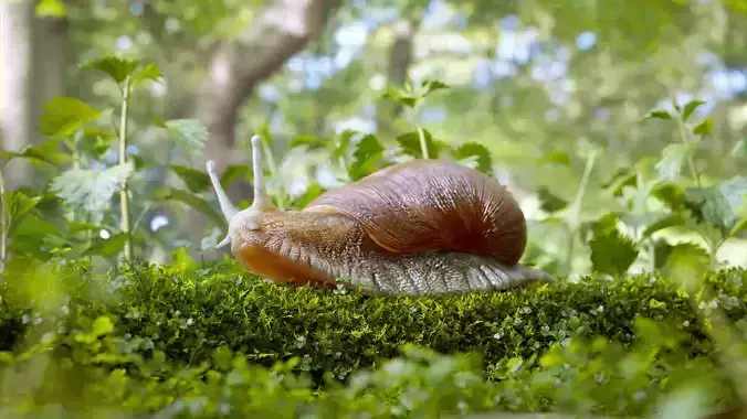 Snail Forest 3D Scene